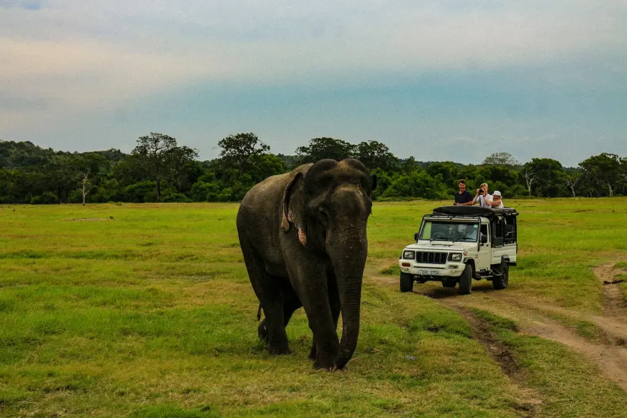 Kaudulla | Gal Oya National Park — Connected to the wild And Nature
