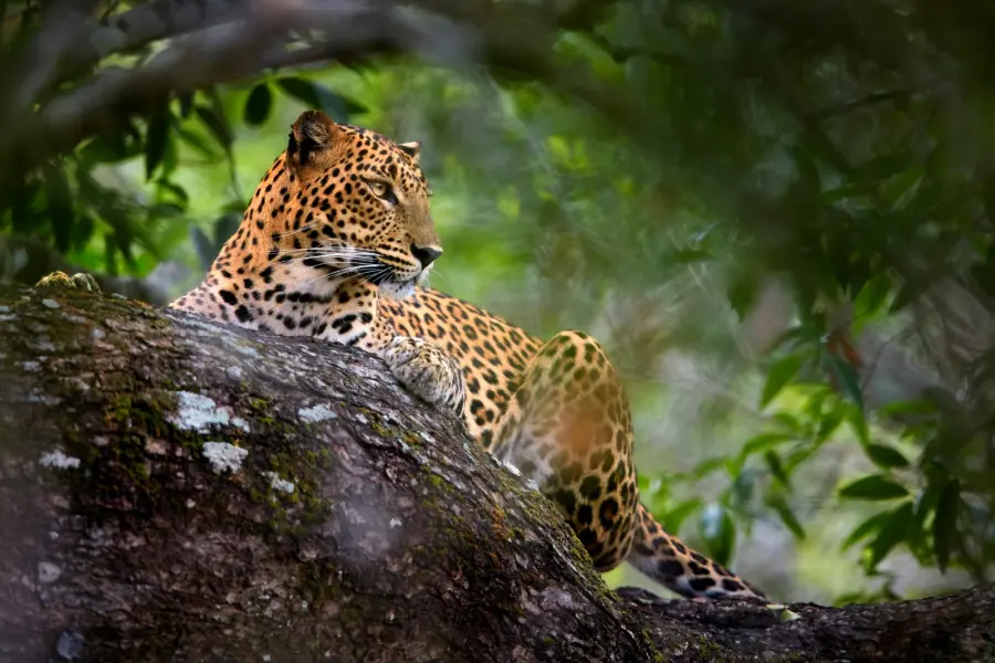 Leopard in Yala National Park, Sri Lanka
