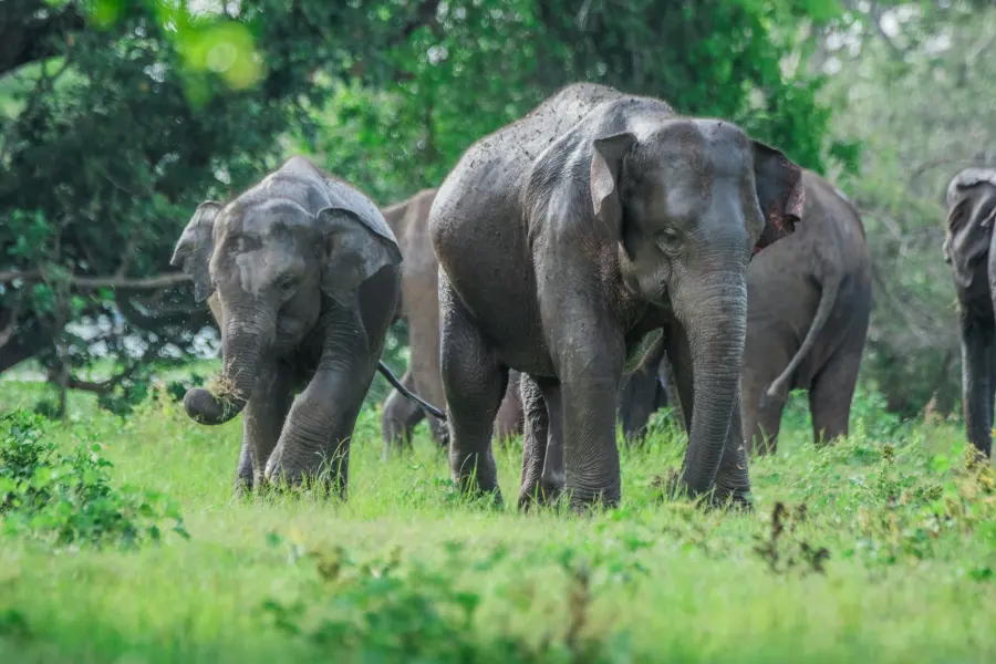 Minneriya National Park | Kaudulla National Park — Connected to the wild And Nature