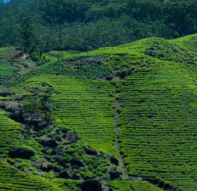 Emerald tea terraces in the hills above Nuwara Eliya, Sri Lanka