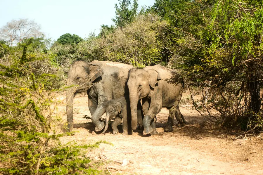 Udawalawe National Park