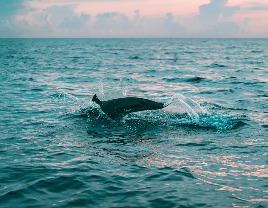 Galle | Mirissa | Yala — Adventure and a wild life tour
