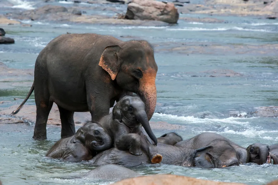 A Day with Friendly Jumbos