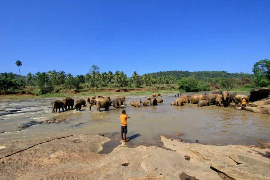 Airport | Pinnawala | Kandalama — Special Tours To Explore