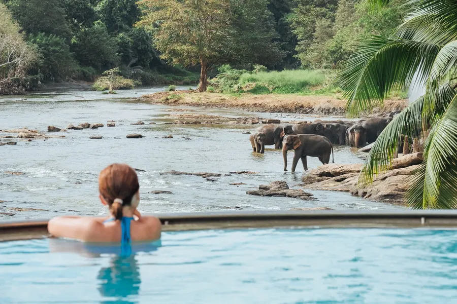 Airport | Pinnawala | Kandy — Wildlife and Adventure Tour