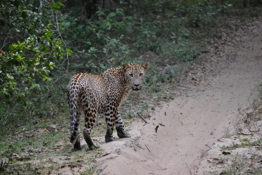 Wildlife and Adventure Tour — 05 Nights 06 Days