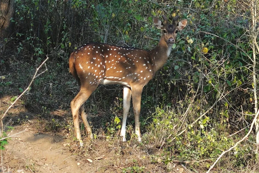 Yala National Park — Connected to the wild And Nature