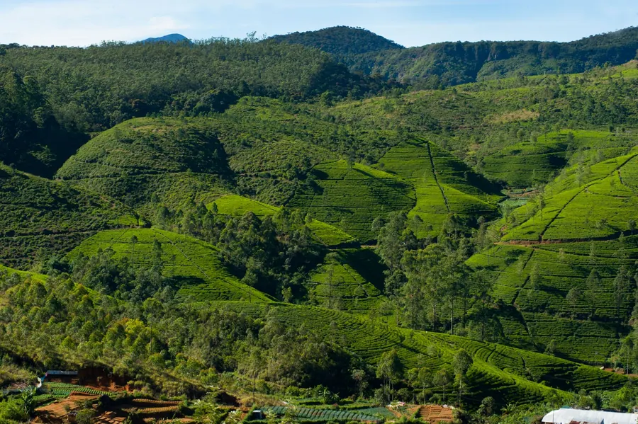 Tea country, Sri Lanka