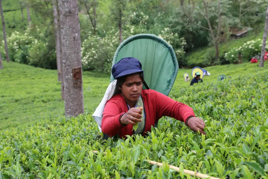 Nuwara Eliya | Kandapola — Hill Country and Heritage Tour