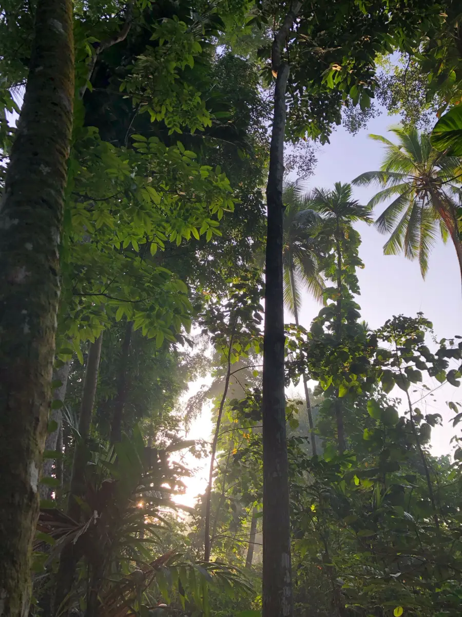Sinharaja Rainforest