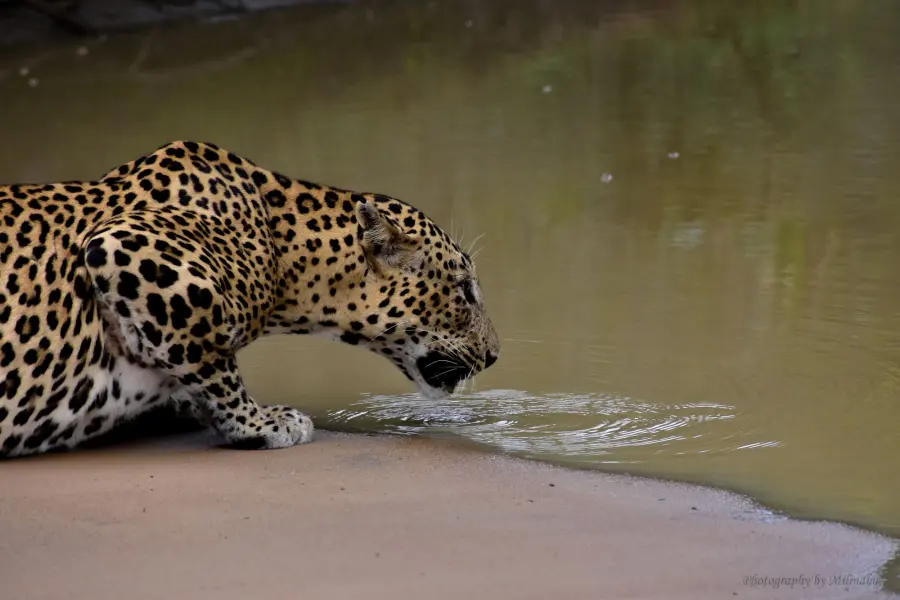 Yala National Park Leopard, Sri Lanka