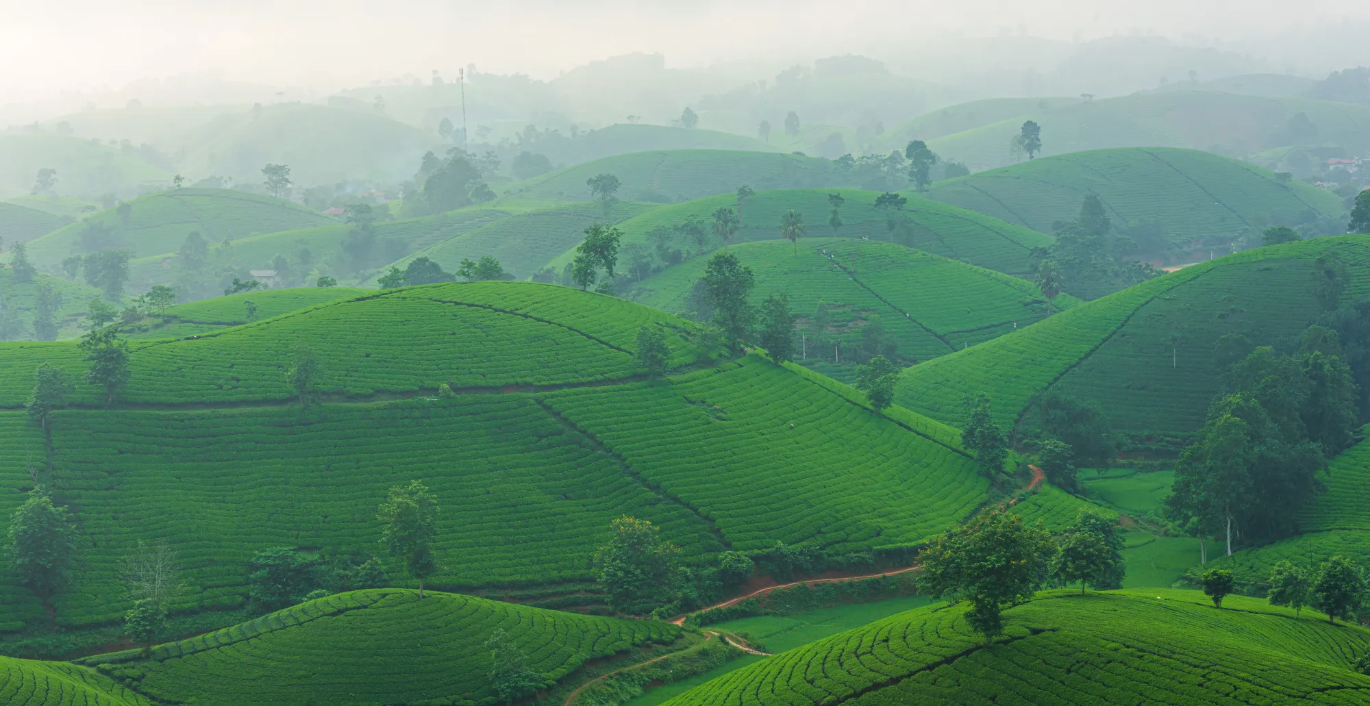 Tea plantations in the Nuwara Eliya hill country, Sri Lanka