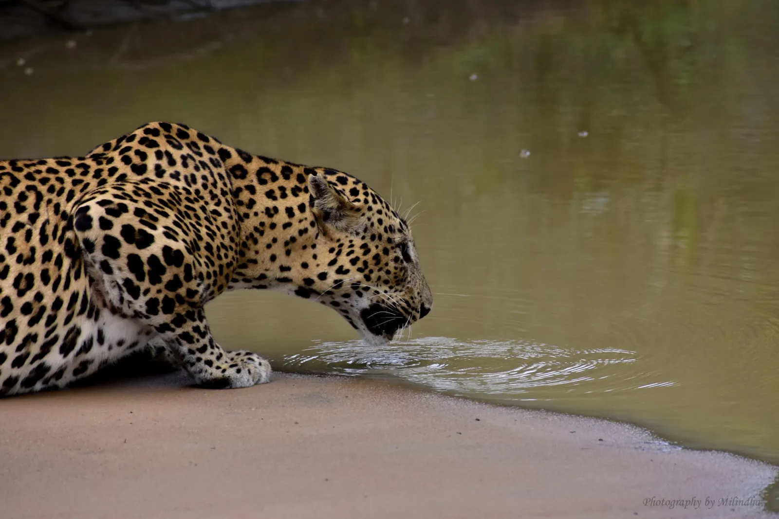 Wildlife safari